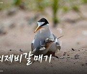 [영상+] "엄마, 좀 무거워" 포항 송라 쇠제비갈매기