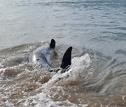 고흥 해수욕장에 참돌고래 떠밀려와