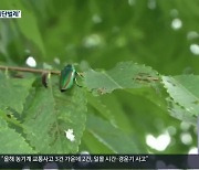 멸종위기 ‘비단벌레’ 집단 서식지 발견