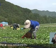 공공형 외국인 계절 근로자 ‘호평’…정선군, 확대 추진