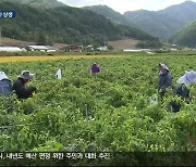 공공형 외국인 계절 근로자 ‘호평’…정선군, 확대 추진