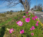 “영산강 코스모스길, 가을속으로 빠져보세요”