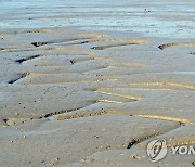 갯벌서 노부모 사망케 한 40대 아들 송치…"생활고 못 이겨서"