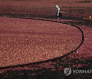 Canada Cranberry Harvest