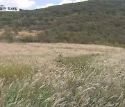 사자평 억새 절정…축구장 100개 금색 물결 장관