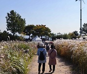 서울 하늘공원 억새축제 오늘 개막…야간 불빛공연 예정