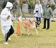 장애물 통과하는 반려견