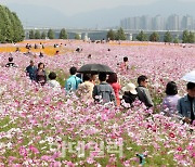 [포토]코스모스 장관