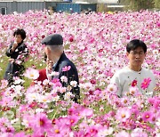 [포토]놓치면 두고두고 아쉬울 코스모스 축제