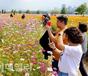 [포토]코스모스가 한가득