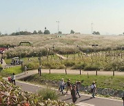 춤추는 은빛 물결…가을 정취 만끽 '서울억새축제'