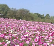 가을 축제 만끽한 휴일…당분간 맑고 쌀쌀한 날씨