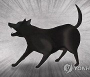 "손녀오니 묶어달라" 무시, 5세 물림사고…견주, 항소심서 집유