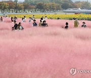 경주는 지금 핑크빛