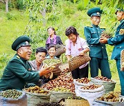 북한, '산열매' 수확 성과 선전…"가지마다 주렁주렁"