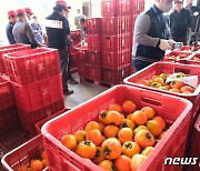 '불공정 거래 방지' 영동군 이달 말까지 감 정량제 경매