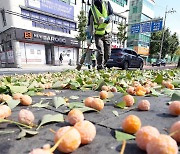 은행나무 열매 제거하는 광주 북구 관계자들