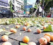 가을 날 거리에 떨어진 은행열매