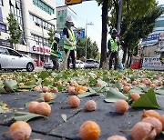 가을 은행열매 거리에 '잔뜩'