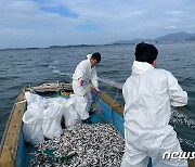 남해 정어리 집단 폐사는 해상 투기 가능성…"돈 안 되는 어종 버려"