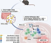 장내미생물에 포도당 공급하니 항암 면역 기능 좋아졌다