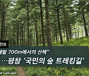 [하루만보] “해발 700m에서의 산책”…평창 ‘국민의 숲 트레킹길’