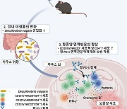 KAIST, 고 포도당 음료로 뇌종양 면역치료 실마리