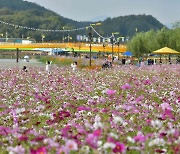 45만명 찾은 장성군 황룡강 가을꽃축제 '성료'