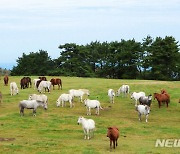 제주, 대체로 맑아…낮 최고 20~24도