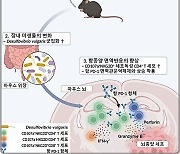 KAIST, 고 포도당 음료로 뇌종양 면역치료 증진 확인