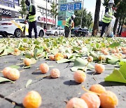 '악취' 은행나무 열매 치우기