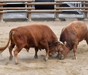 진주시,‘제127회 진주 전국민속소힘겨루기대회’성료