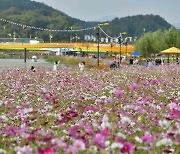 장성 황룡강 가을꽃축제, 45만명 방문