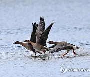 깊어져 가는 가을…큰기러기의 힘찬 도약