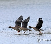 깊어져 가는 가을…큰기러기의 힘찬 도약