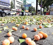 '가을 악취 원인' 은행나무 열매 제거