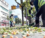 '가을 악취 원인' 은행나무 열매 제거