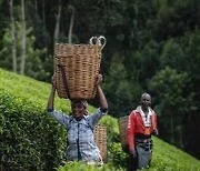 [PRNewswire] CGTN: Diffusion of tea and its culture along the Silk Road