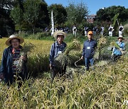 향림 벼 베는 날 논두렁 축제