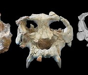 [사이테크+] "1천200만년 전 유인원·인류 공동 조상 얼굴 형태 되찾았다"