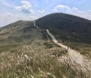 가을에 은빛 물결 일렁이는 '합천 황매산 억새 축제' 21일 개막