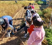 ‘경기도민텃밭’서 19~21일 벼 베기·새끼꼬기 등 '어린이 가을잔치'