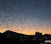 떼까마귀 선발대 울산 태화강 도착…500여 마리 군무 관측