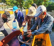 음성 소이면 충도3리 상향전마을, 머루 수확하고 '와인주' 담기행사 가져