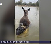 [와글와글] 반려견 지키기 위해 2미터 캥거루 공격