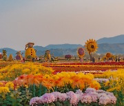 국화꽃 가득한 해양누리공원 가을향에 취하다