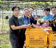 제주 애월농협, 골드키위 ‘감황’ 올해 첫 출하