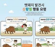 부산 도심서 멧돼지 588마리 포획···"행동요령 숙지 당부"