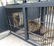 청주동물원 사자 ‘바람이’ 구조 3개월 만에 합사