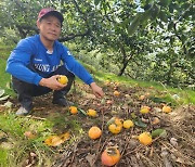 여름철 잦은 비 탄저병에 창원·김해 단감 수확철 맞아 속타는 농심